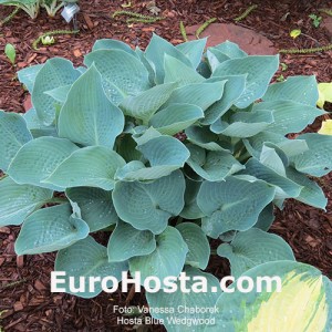 Hosta Blue Wedgwood - Eurohosta