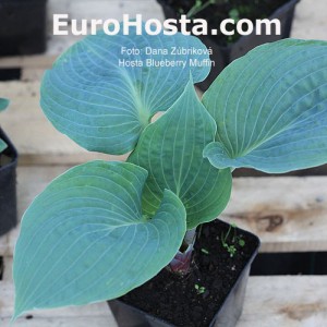 Hosta Blueberry Muffin - Eurohosta