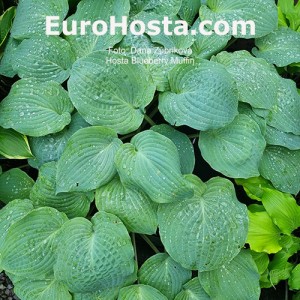 Hosta Blueberry Muffin - Eurohosta