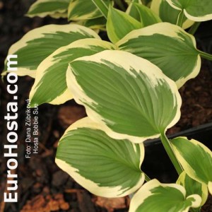 Hosta Bobbie Sue