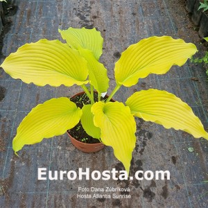 Hosta Bohemia Atlantis Sunrise 