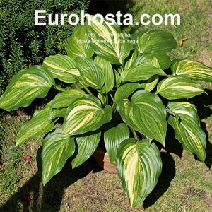 Hosta Bohemia Baba Yaga