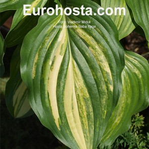 Hosta Bohemia Baba Yaga