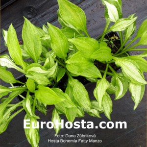 Hosta Bohemian Fatty Manzo