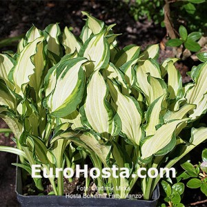 Hosta Bohemian Fatty Manzo