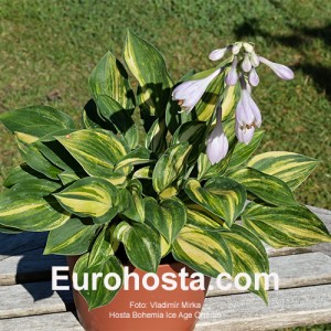 Hosta Bohemia Ice Age Orphan 