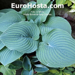 Hosta Bohemia King Charlest