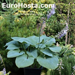 Hosta Bohemia King Charlest