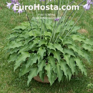 Hosta Bohemia Quill Bill