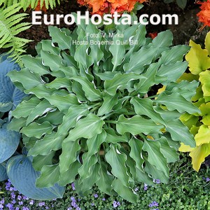 Hosta Bohemia Quill Bill