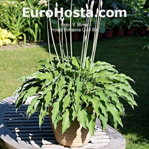 Hosta Bohemia Quill Bill