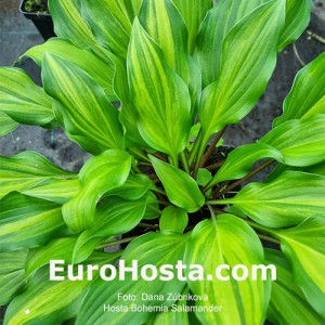 Hosta Bohemia Salamander