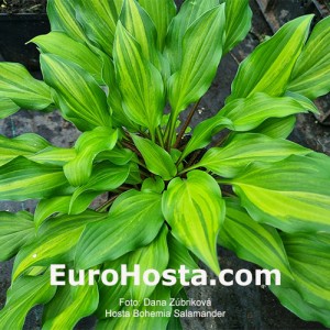 Hosta Bohemia Salamander