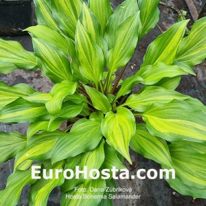 Hosta Bohemia Salamander