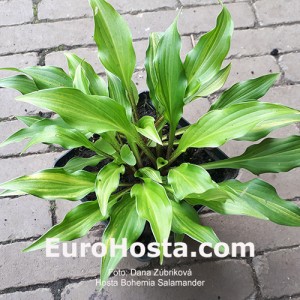 Hosta Bohemia Salamander