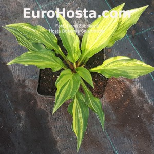 Hosta Bohemia Salamander