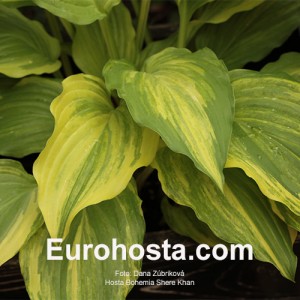 hosta Bohemia Shere Khan