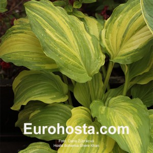 hosta Bohemia Shere Khan