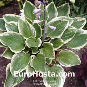 Hosta Border Bandit