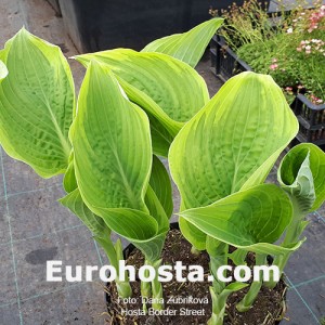 Hosta Border Street