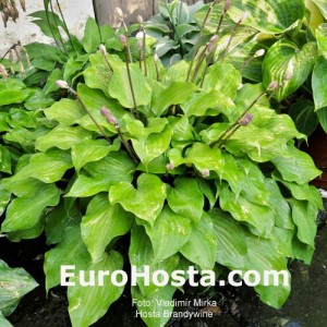 Hosta Brandywine