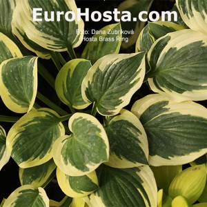 Hosta Brass Ring