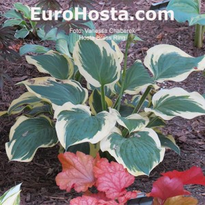 Hosta Brass Ring