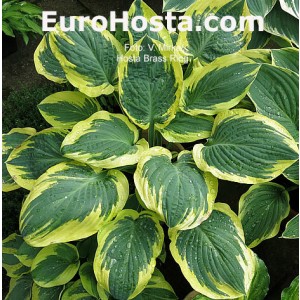 Hosta Brass Ring