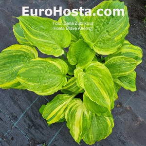 Hosta Brave Attempt