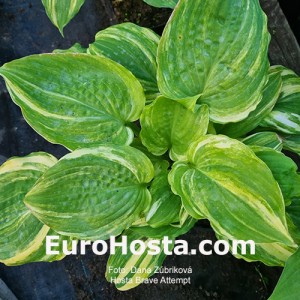 Hosta Brave Attempt