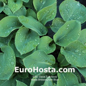 Hosta Bressingham Blue - Eurohosta