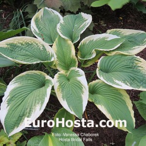 Hosta Bridal Falls