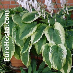 Hosta Bridal Falls