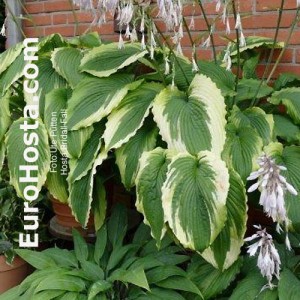 Hosta Bridal Falls