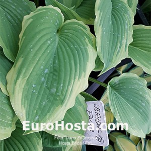 Hosta Bridal Falls