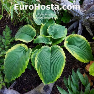 Hosta Bridal Falls