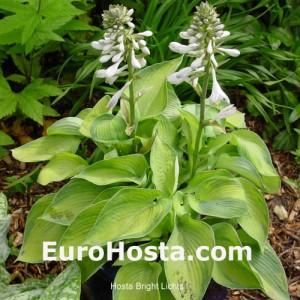 Hosta Bright Lights - Erohosta