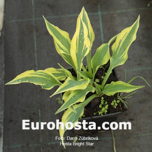 Hosta Bright Star