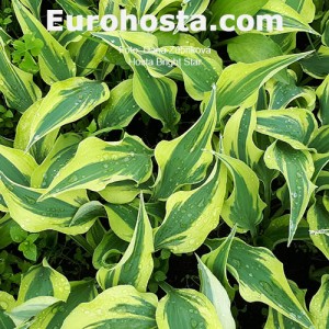 Hosta Bright Star