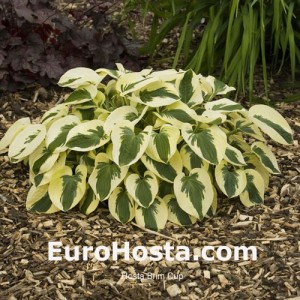 EuroHosta.com  Hosta Blue Vision