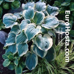 Hosta Broad Band