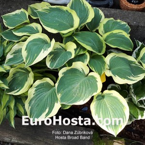 Hosta Broad Band