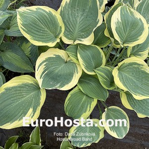 Hosta Broad Band