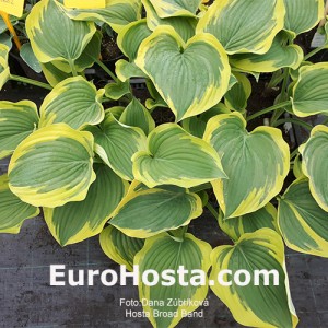 Hosta Broad Band