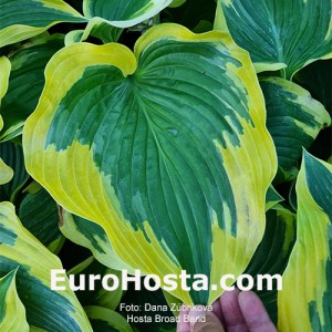 Hosta Broad Band