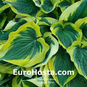 Hosta Broad Band