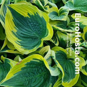 Hosta Broad Band