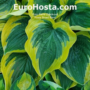 Hosta Broad Band