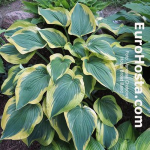 Hosta Broad Band