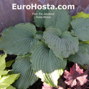 Hosta Brutus - Eurohosta